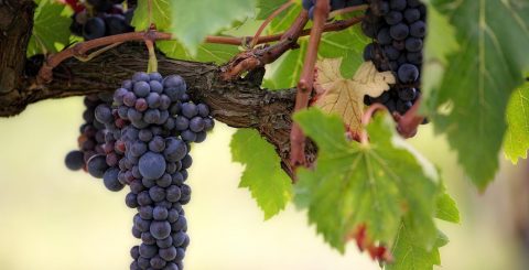 Un Protocollo di Intesa per una food policy a supporto della transizione ecologica. Domani il seminario